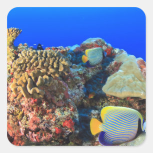 Sticker Carré Pygoplites de l'angélique de Regal (diacanthus)