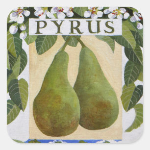 Sticker Carré Pyrus
