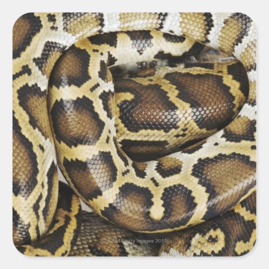 Sticker Carré Python birman (Devant)