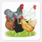 Sticker Carré Quintette de poulet liée au sexe (Devant)