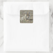 Sticker Carré R22 Coyote Couché (Sac)