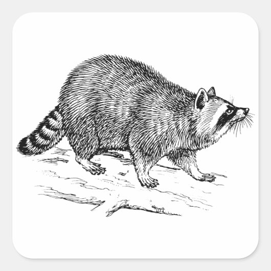Sticker Carré Raccoon (Devant)