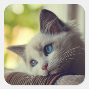 Sticker Carré Ragdoll Kitten