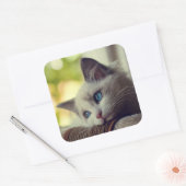 Sticker Carré Ragdoll Kitten (Enveloppe)
