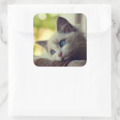 Sticker Carré Ragdoll Kitten (Sac)