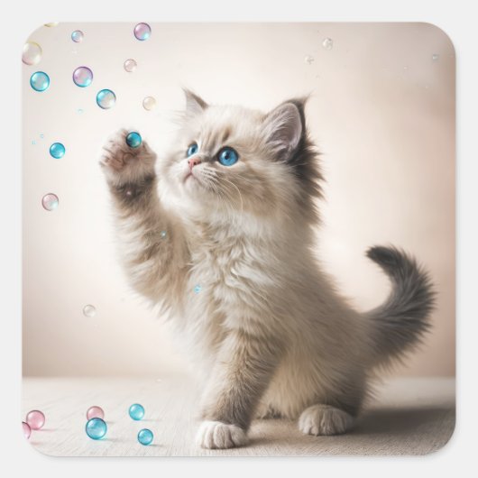 Sticker Carré Ragdoll Kitten Jouer Avec Des Bulles (Devant)