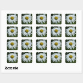 Sticker Carré Raindrops sur Daisy II Floral Fleur sauvage (Feuille)