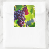 Sticker Carré Raisins (Sac)