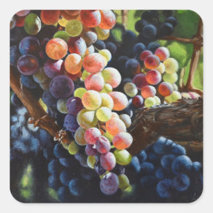 Sticker Carré Raisins d'abondance pour les amateurs de vin et le