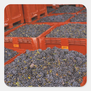 Sticker Carré Raisins de Gamay fraîchement cueillis à la