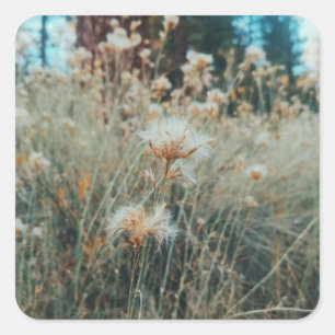 Sticker Carré Randonnée dans Big Bear