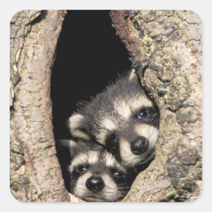 Sticker Carré Ratonneaux dans une cavité d'arbre Procyon