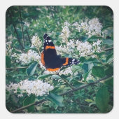 Sticker Carré red admiral butterfly (Devant)