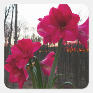 Sticker Carré Red Amaryllis et le lever du soleil d'hiver
