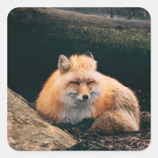 Sticker Carré Red Fox dormant (Devant)