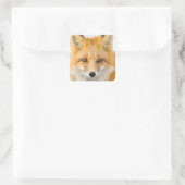 Sticker Carré Red Fox Portrait (Sac)
