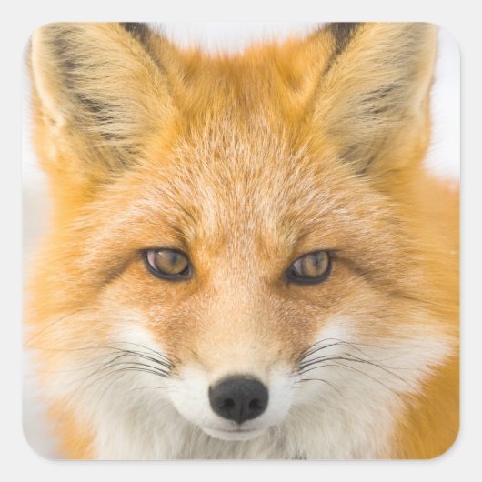 Sticker Carré Red Fox Portrait (Devant)