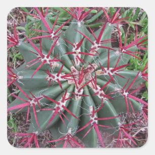Sticker Carré Red Green Barrel Cactus Sud-Ouest Plante Photo