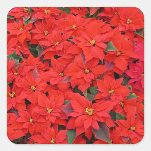 Sticker Carré Red Poinsettias I Christmas Holiday Floral Photo