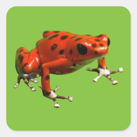 Sticker Carré Red Poison Dart Frog (Devant)