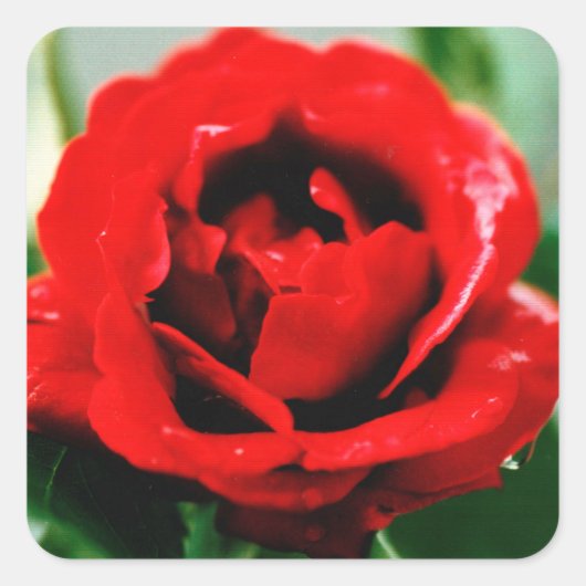 Sticker Carré Red Rose Love (Devant)
