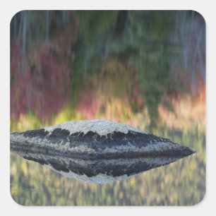 Sticker Carré Reflet de roche et d'arbre, étang aux nénuphars, W