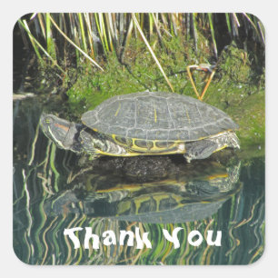 Sticker Carré Réflexion de l'eau de tortue Merci