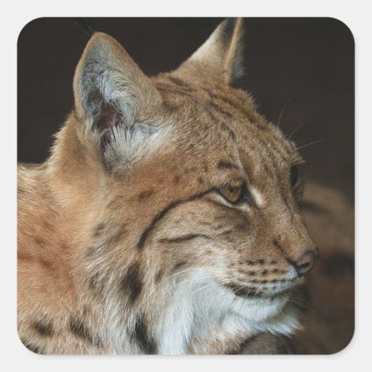 Sticker Carré Regard intense : Gros plan d'un Lynx (Devant)