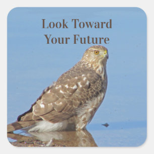 Sticker Carré Regardez vers l'avenir Raptor Wild Bird Hawk Gradu
