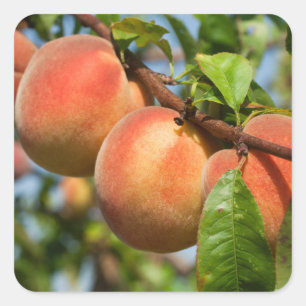 Sticker Carré Reife Weingartenpfirsiche