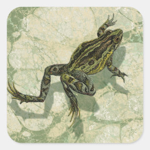 Sticker Carré Remonter le crapaud dans l'eau
