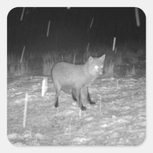 Sticker Carré Renard dans la neige Hiver Art animal personnalisa