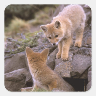 Sticker Carré Renard gris d'Amérique du Sud (Lycalopex griseus)