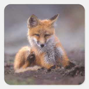 Sticker Carré renard rouge, Vulpes vulpes, chiot se grattant,