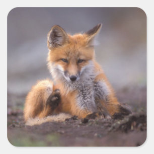 Sticker Carré renard rouge, Vulpes vulpes, chiot se grattant,