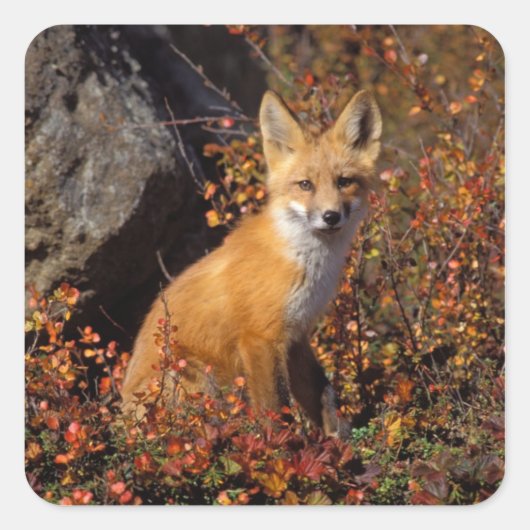Sticker Carré renard rouge, Vulpes vulpes, en couleurs automnale (Devant)