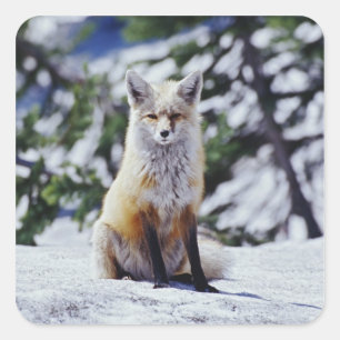 Sticker Carré Renard roux assis sur un banc de neige, Vulpes, Mt
