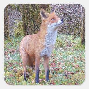 Sticker Carré Renard roux, bois, faune, forêt, animal, nature, a