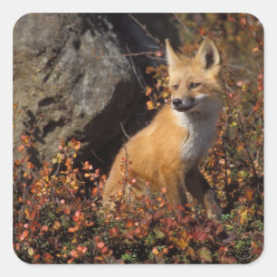Sticker Carré renard roux, Vulpes vulpes