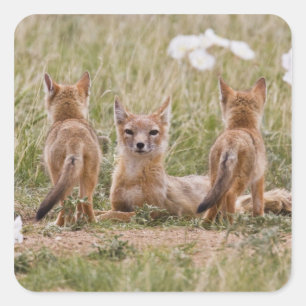Sticker Carré Renard swift (Vulpes velox) femelle avec des jeune