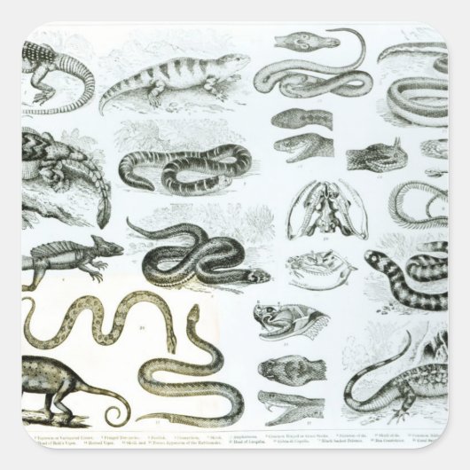 Sticker Carré Reptiles, serpents et lézards (Devant)