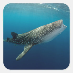 Sticker Carré Requin Baleine en plongée