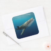 Sticker Carré Requin Baleine en plongée (Enveloppe)