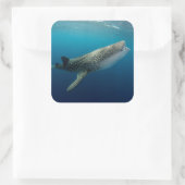 Sticker Carré Requin Baleine en plongée (Sac)