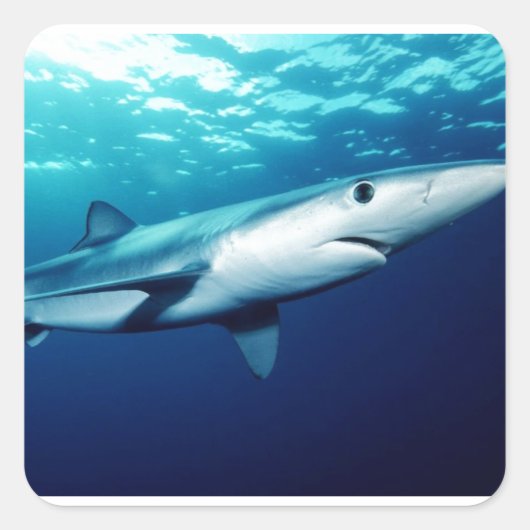 Sticker Carré Requin bleu (Devant)