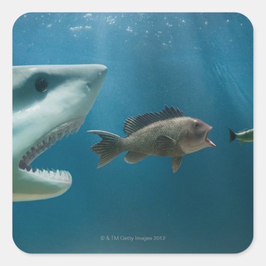 Sticker Carré Requin pourchassant des achigan à la mer pourchass (Devant)