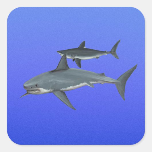 Sticker Carré Requins (Devant)