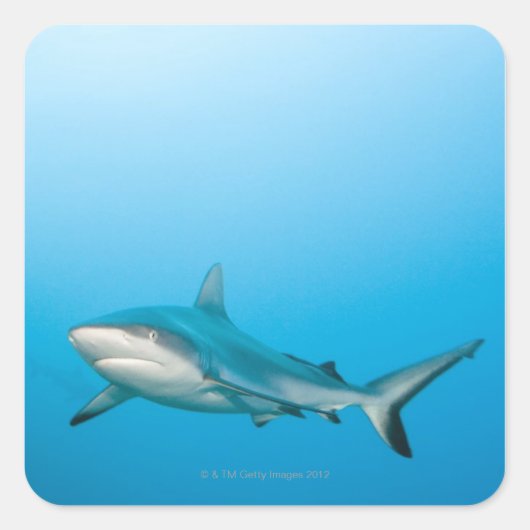 Sticker Carré Requins gris (Carcharhinus amblyrhnchos) (Devant)