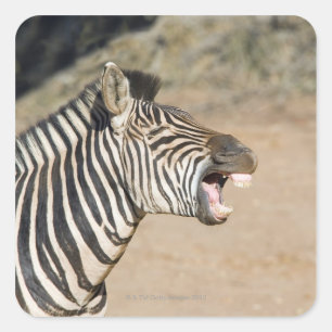 Sticker Carré Réserve de jeu de Mkuze, province naturelle de Kw