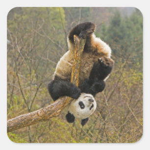 Sticker Carré Réserve de pandas de Wolong, Chine, 2 ans 1/2